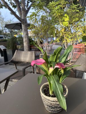 Hal's Office Coffee by null