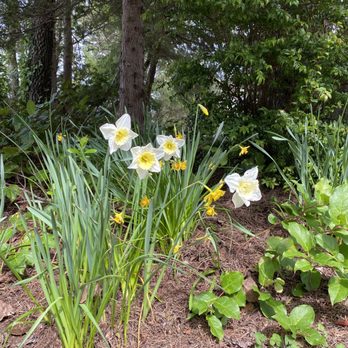 Blake's Coastal Nursery - Daffodils - Nurseries & Gardening Near Me - Gleneden Beach, Oregon Blake's Coastal Nursery - Daffodils - Nurseries & Gardening Near Me - Gleneden Beach, Oregon