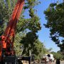 Photo of Acampo Tree Service
