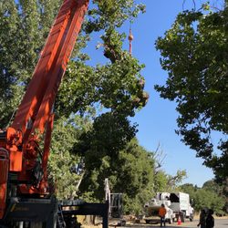 Acampo Tree Service