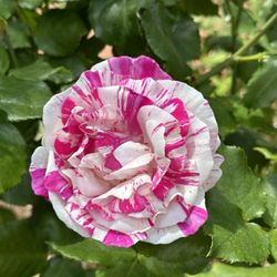 San Mateo Arboretum Society
