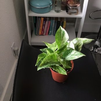 Plant Terra - Marble Queen Pothos - Nurseries & Gardening Near Me - Hayward, California Plant Terra - Marble Queen Pothos - Nurseries & Gardening Near Me - Hayward, California