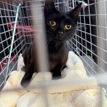 Animal Fix Clinic - Veterinarians Near Me - Pinole, California