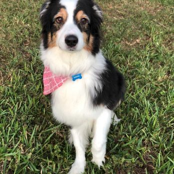 Preppy Pet - Cooper - Pet Boarding Near Me - Longwood, Florida Preppy Pet - Cooper - Pet Boarding Near Me - Longwood, Florida