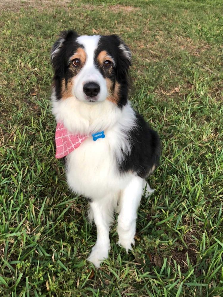 PREPPY PET Updated September 2024 22 Photos & 24 Reviews 390