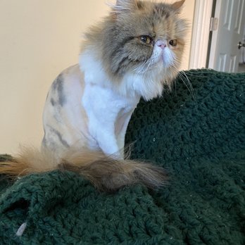 Groom Closet - Delilah after her groom - Pet Groomers Near Me