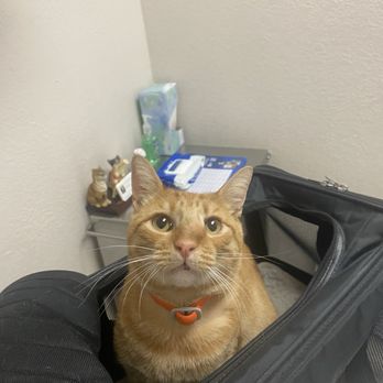 Jet's Pet Hospital - Patient named Red - Veterinarians Near Me - Fullerton, California