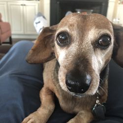Capeside Animal Hospital - Penny, age 10, instant, loving companion. Dachshunds are pure love.