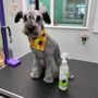 Doggy Balboa Grooming Studio