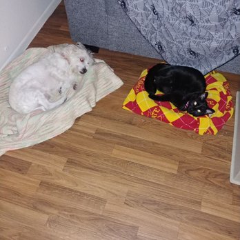 Andrea's Quality Pet Care - Ducky and Roo - Pet Sitting Near Me - Mesa, Arizona Andrea's Quality Pet Care - Ducky and Roo - Pet Sitting Near Me - Mesa, Arizona