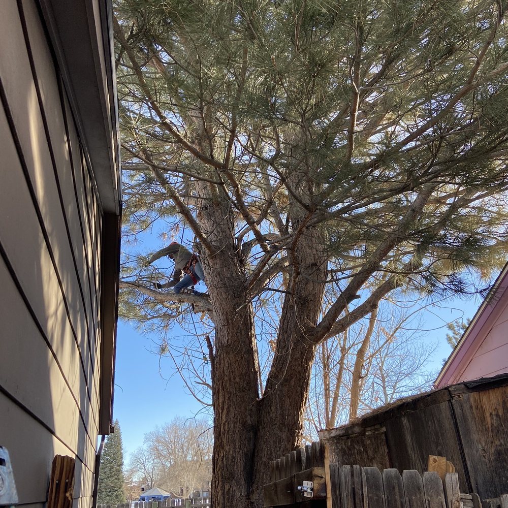 All Season Tree Service - In one of the trees - Tree Services Near Me All Season Tree Service - In one of the trees - Tree Services Near Me