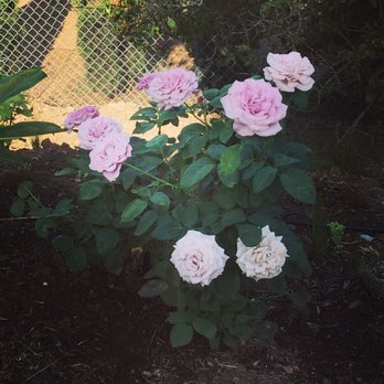 Rancho Valhalla Nursery - Roses I planted from the nursery. This one is called Neptune. - Nurseries & Gardening Near Me - El Cajon, California