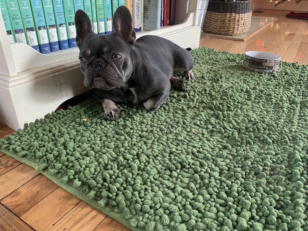 BARK OF THE TOWN Updated September 2024 20 Photos & 44 Reviews