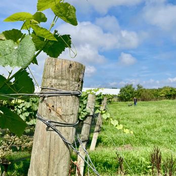Duckwalk Vineyards - Wineries Near Me - Water Mill, New York