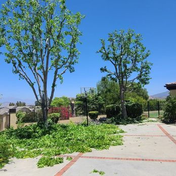 Jose Martinez Tree Service - Tree Services Near Me - Placentia, California Jose Martinez Tree Service - Tree Services Near Me - Placentia, California