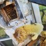 Photo of Bill's Professional Bee Removal