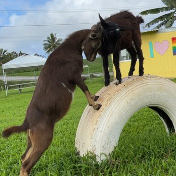 Honomu Goat Dairy - Attraction Farms Near Me - Honomu, Hawaii Honomu Goat Dairy - Attraction Farms Near Me - Honomu, Hawaii