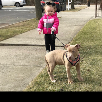 Red Storm Blues - Pet Training Near Me - Trenton, New Jersey