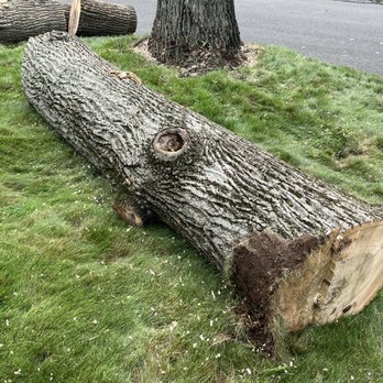 J&J Brothers - Large sections of tree stem - Tree Services Near Me - Meriden, Connecticut J&J Brothers - Large sections of tree stem - Tree Services Near Me - Meriden, Connecticut
