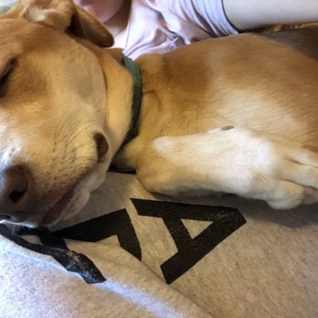 The PawPlex - Pet Sitting Near Me - Suwanee, Georgia