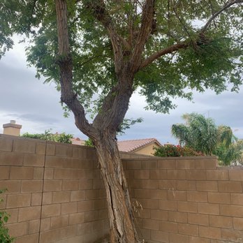Alex's Tree Services - My tree! - Tree Services Near Me Alex's Tree Services - My tree! - Tree Services Near Me