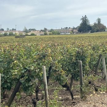 Chateau le Chatelet - Vineyard - Wineries Near Me - Saint-Émilion, 33