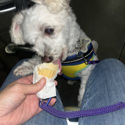 Hershey's Ice Cream - Sharing the last part of the Hershey ice cream with SantaPaws