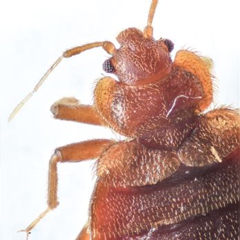 Northwest Bedbug - Bedbugs up close and personal! - Pest Control Near Me - Spokane, Washington Northwest Bedbug - Bedbugs up close and personal! - Pest Control Near Me - Spokane, Washington