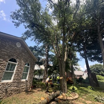 Estate Tree Service - Bradford pear after pruning - Tree Services Near Me Estate Tree Service - Bradford pear after pruning - Tree Services Near Me