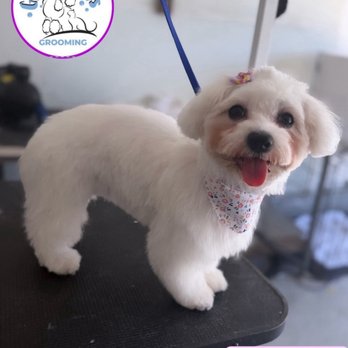 Glow Upets Grooming - 1st groom by Elges - Pet Groomers Near Me - San José, California Glow Upets Grooming - 1st groom by Elges - Pet Groomers Near Me - San José, California