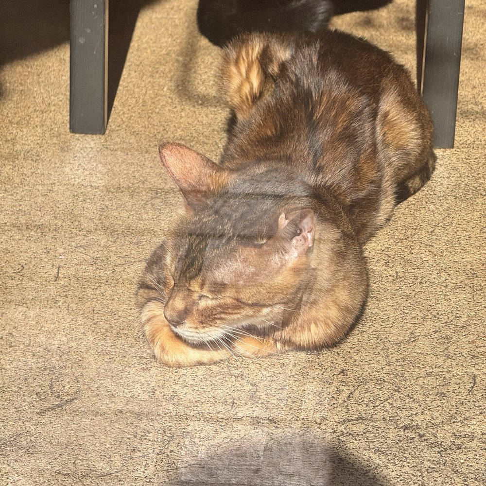 One of the cats by the window