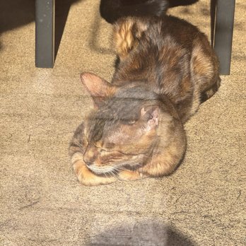 The Cat Cafe - One of the cats by the window - Coffee & Tea Near Me - San Diego, California The Cat Cafe - One of the cats by the window - Coffee & Tea Near Me - San Diego, California