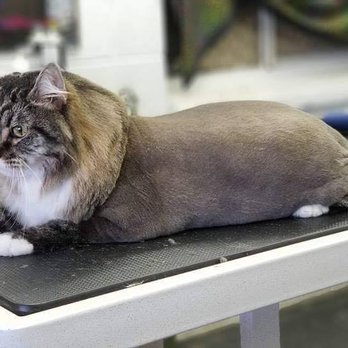 Turquoise Tails Pet Grooming - Pet Groomers Near Me Turquoise Tails Pet Grooming - Pet Groomers Near Me