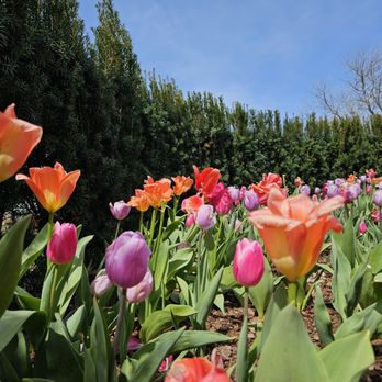 Cheekwood - Botanical Gardens Near Me - Nashville, Tennessee