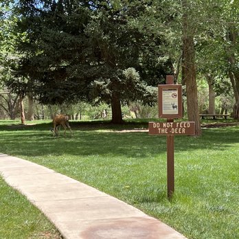 Capitol Reef National Park - Deer at the Cottonwood Trees - Parks Near Me - Fruita, Utah