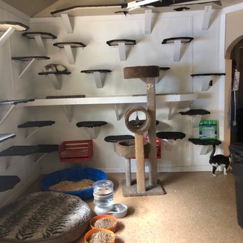 Happy Cat Sanctuary - Plenty of cat shelves - Animal Shelters Near Me Happy Cat Sanctuary - Plenty of cat shelves - Animal Shelters Near Me
