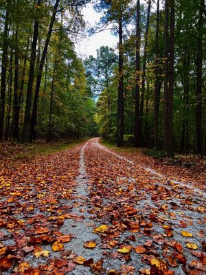 William B. Umstead State Park by null