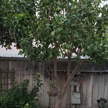 Mackmans Tree Care - Lemon Tree after pruning - Tree Services Near Me - Modesto, California