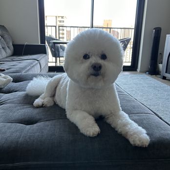 Paws Up Boutique - Pet Groomers Near Me - Honolulu, Hawaii