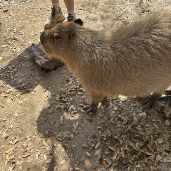 Austin Zoo - Capybara encounter - Zoos Near Me - Austin, Texas Austin Zoo - Capybara encounter - Zoos Near Me - Austin, Texas