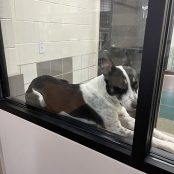 Houston SPCA - Animal Shelters Near Me - Houston, Texas