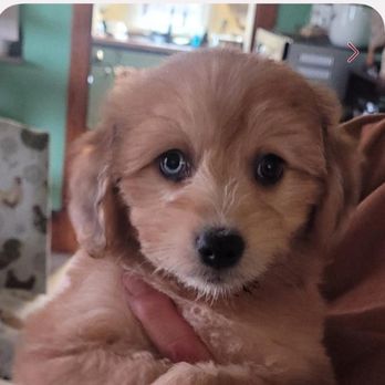 Heritage Puppies - Pet Stores Near Me - Lake Mills, Iowa Heritage Puppies - Pet Stores Near Me - Lake Mills, Iowa