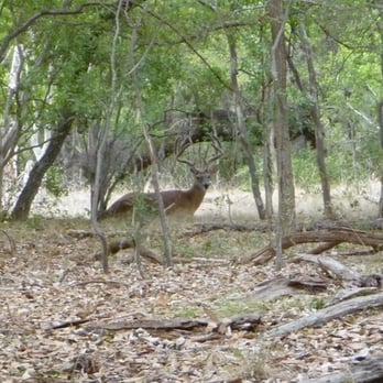 Sunset Valley Nature Trail - finally got a pic of the buck who lives here! - Hiking Near Me - Sunset Valley, Texas Sunset Valley Nature Trail - finally got a pic of the buck who lives here! - Hiking Near Me - Sunset Valley, Texas