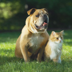 Pet Stop by Pet Management Systems - Http://www.papetfences.com/