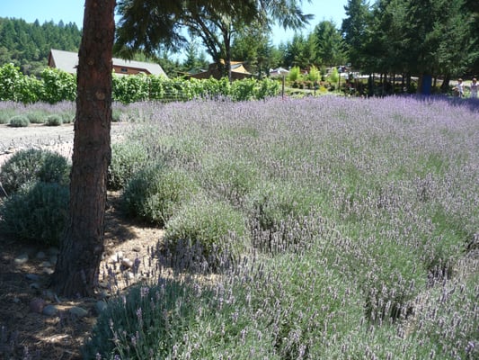 Reustle-Prayer Rock Vineyards by null