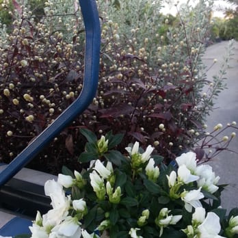 Action Sod & Landscape Gardens - Azalea - Nurseries & Gardening Near Me - Miami, Florida Action Sod & Landscape Gardens - Azalea - Nurseries & Gardening Near Me - Miami, Florida