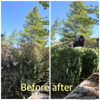 Ramirez Landscaping - We nicknamed more than 20 bushes the client was happy and we were hired for the following year - Landscaping Near Me - Portland, Oregon Ramirez Landscaping - We nicknamed more than 20 bushes the client was happy and we were hired for the following year - Landscaping Near Me - Portland, Oregon