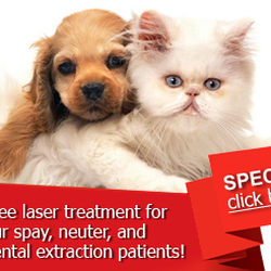 Unionville South Pet Hospital - PET SURGERY
