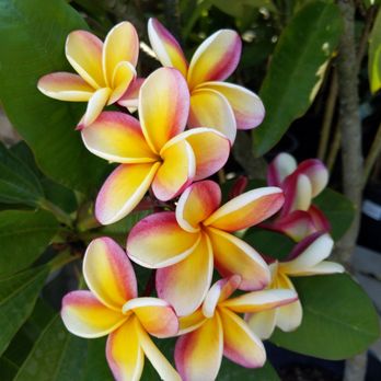 Upland Nursery - All kinds of plumeria - Nurseries & Gardening Near Me - Orange, California Upland Nursery - All kinds of plumeria - Nurseries & Gardening Near Me - Orange, California