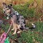 Photo of Sirius Heart Pet Care